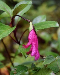 Salvia buchananii