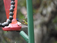 Selasphorus scintilla