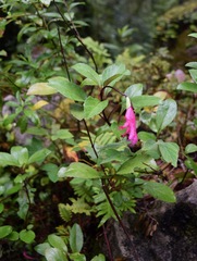 Salvia buchananii