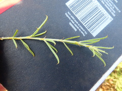 Psoralea uncinata