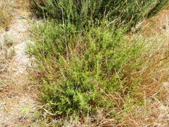 Psoralea uncinata