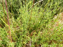Psoralea uncinata