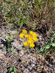 Steirodiscus speciosus