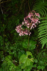Begonia xilitlensis
