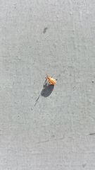 Lygaeus creticus