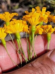 Steirodiscus speciosus