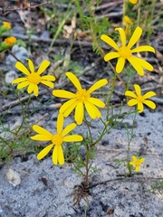 Steirodiscus tagetes