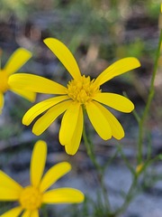Steirodiscus tagetes