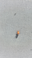 Lygaeus creticus
