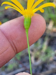Steirodiscus tagetes
