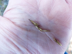 Festuca roemeri