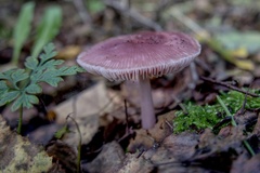 Mycena rosea