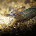 European Freshwater Shrimp - Photo (c) Pedro Antunes da Costa, some rights reserved (CC BY-NC), uploaded by Pedro Antunes da Costa