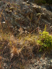 Festuca roemeri