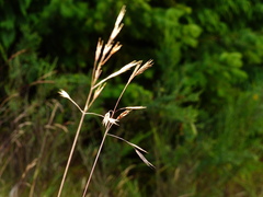 Festuca roemeri