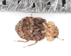 Zopheridae