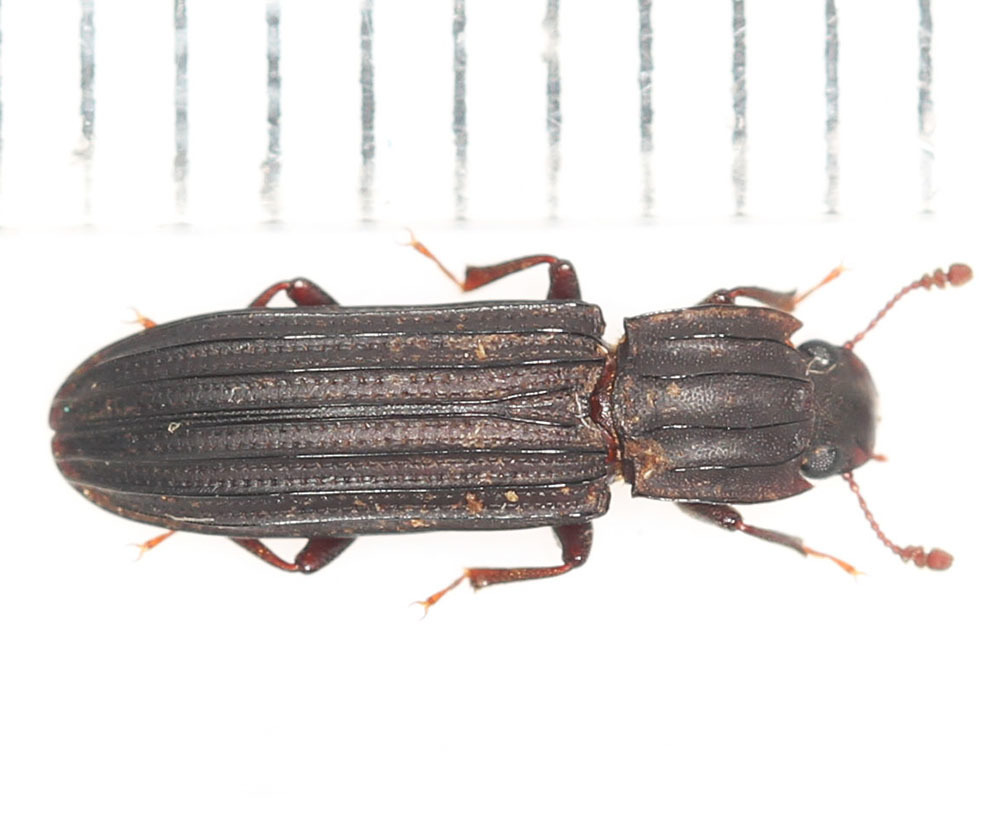 Anarmostes
