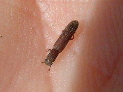 Asynchita