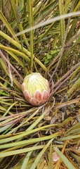 Protea piscina