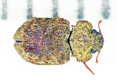 Zopheridae