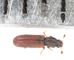 Lasconotus