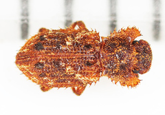 Paryphus