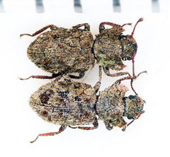 Paryphus