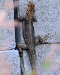 Agama picticauda