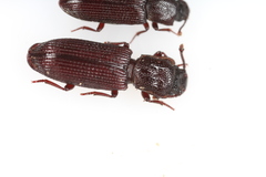 Pycnomerus