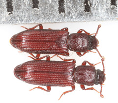 Pycnomerus