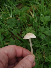 Entoloma sericellum