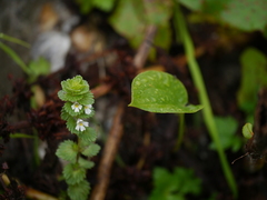 Euphrasia platyphylla