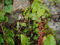 Euphrasia platyphylla