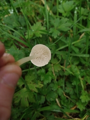 Entoloma sericellum
