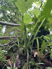 Polytaenium feei