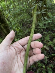 Polytaenium feei
