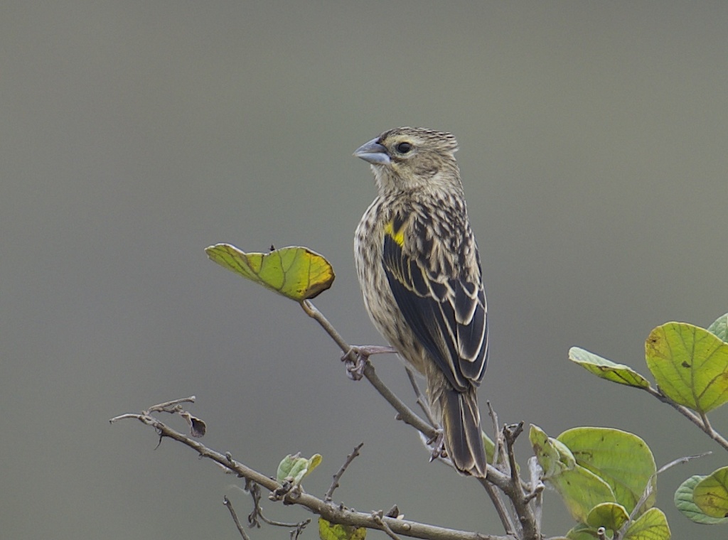 Yellow Bishop