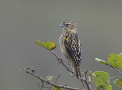 Yellow Bishop photo 1