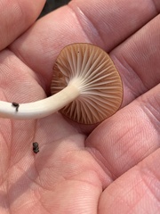 Cuphophyllus colemannianus