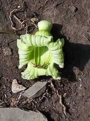 Parmentiera aculeata