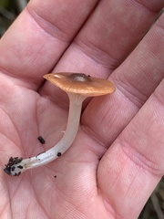 Cuphophyllus colemannianus