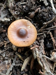 Cuphophyllus colemannianus