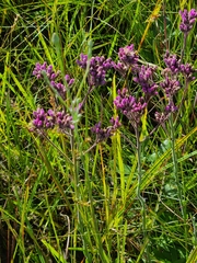 Carphephorus carnosus