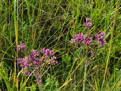 Carphephorus carnosus