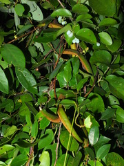 Toxocarpus wightianus