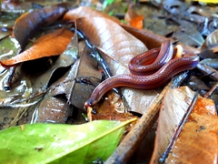 Atractus trilineatus