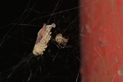 Parasteatoda ryukyu