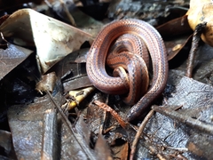 Atractus trilineatus