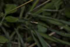 Miagrammopes orientalis