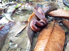 Atractus trilineatus